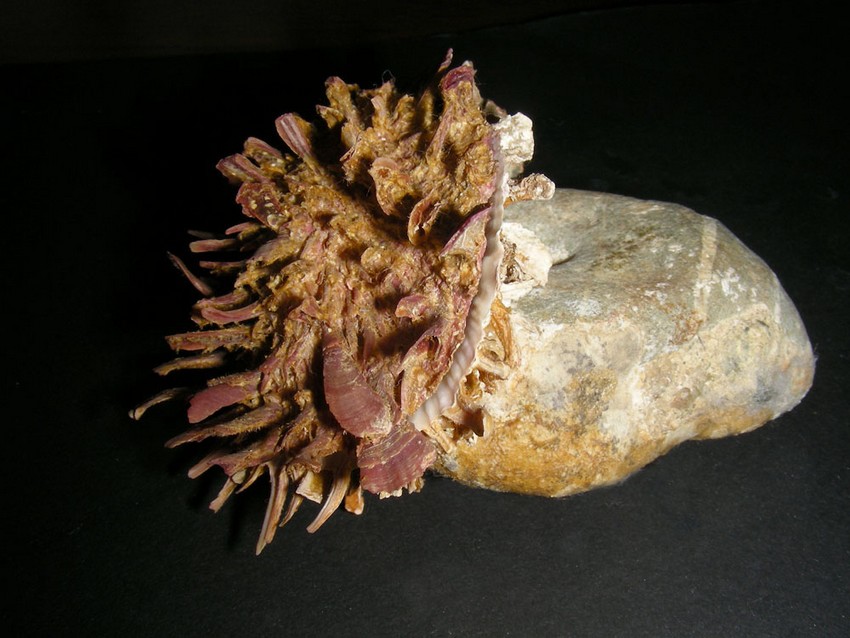 Spondylus gaederopus L. 1758 e sue varianti